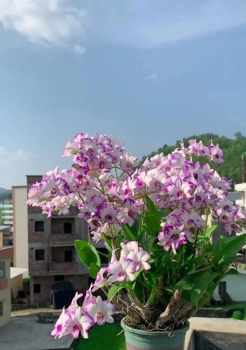 石斜兰的养护要点是什么？怎样才能养出好花？