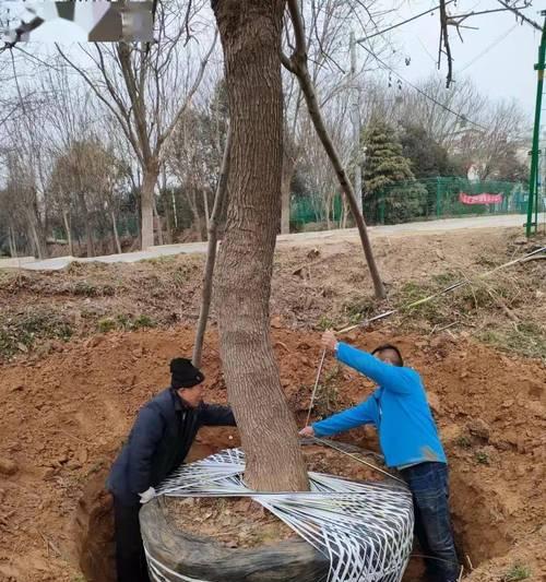 大树移植的正确步骤是什么？大树移植需要注意什么？