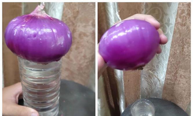 长芽洋葱的栽种方法是什么？如何正确栽种长芽的洋葱？