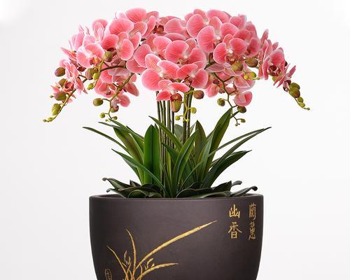 选择合适花盆的标准和技巧是什么？