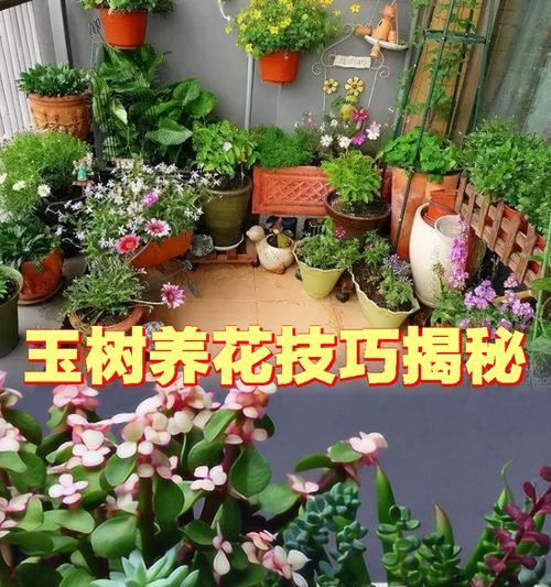 选择合适花盆的标准和技巧是什么？