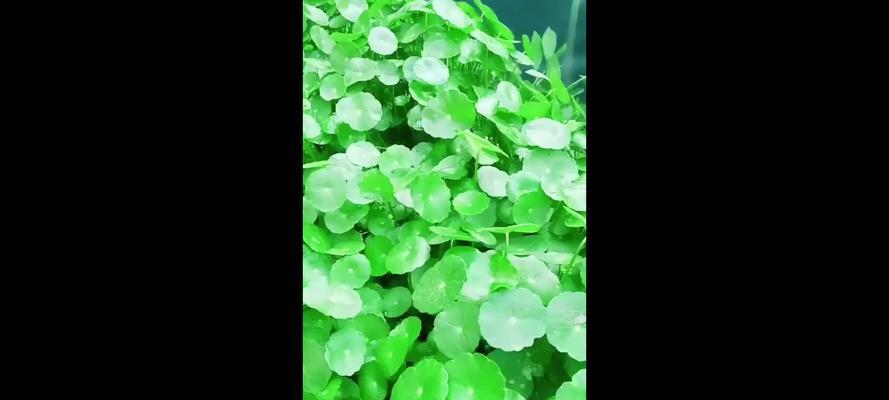 夏天哪些植物容易养活？