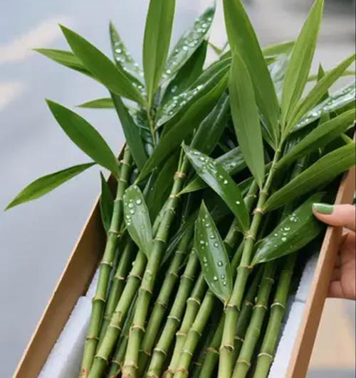 夏天哪些植物容易养活？