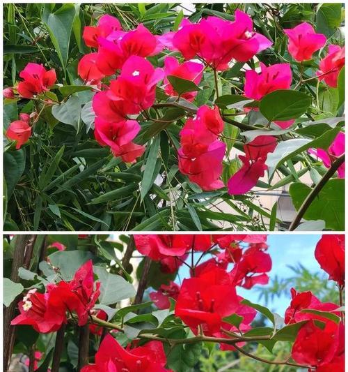 红色花卉有哪些种类及名称？红色花卉的象征意义是什么？