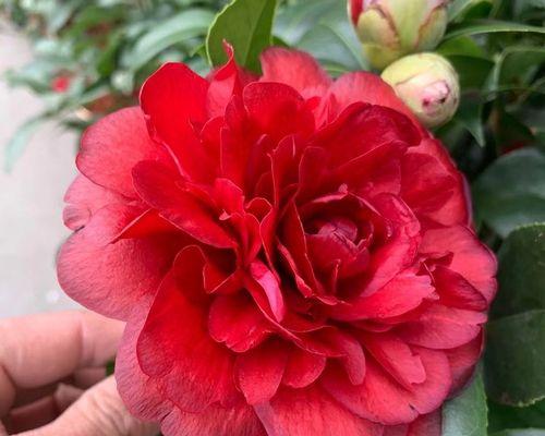 红色花卉有哪些种类及名称？红色花卉的象征意义是什么？