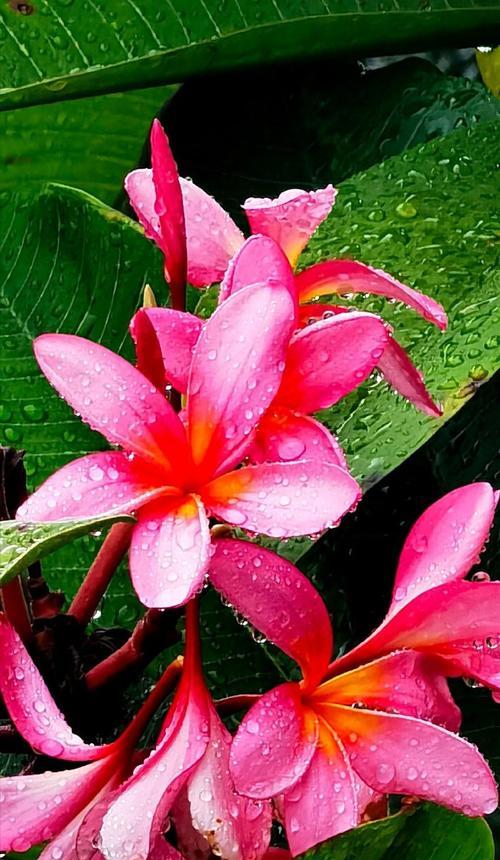 红色花卉有哪些种类及名称？红色花卉的象征意义是什么？