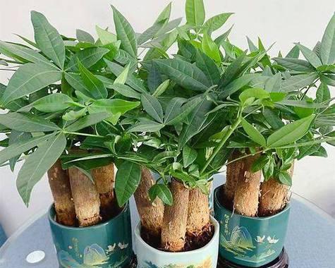发财树摆放风水讲究有哪些？如何正确摆放发财树？