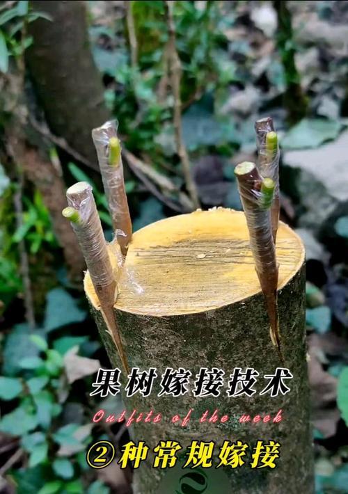 植物嫁接有哪些选择？如何正确进行植物嫁接？