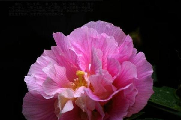 芙蓉花有多少种品种？它们的花期和颜色如何？