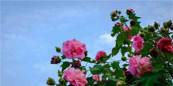 芙蓉花有多少种品种？它们的花期和颜色如何？