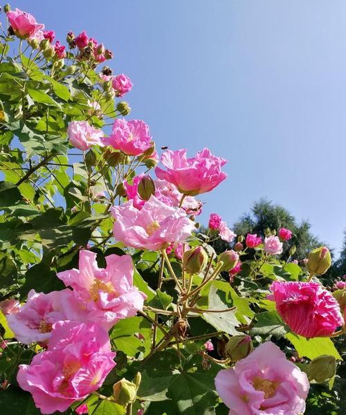 芙蓉花有多少种品种？它们的花期和颜色如何？