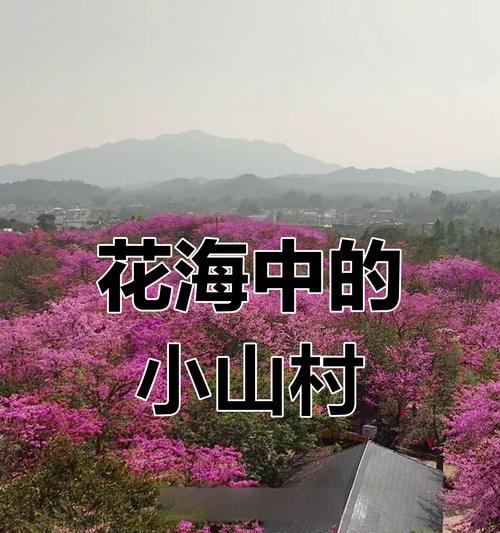 木棉树种植的步骤和技巧是什么？