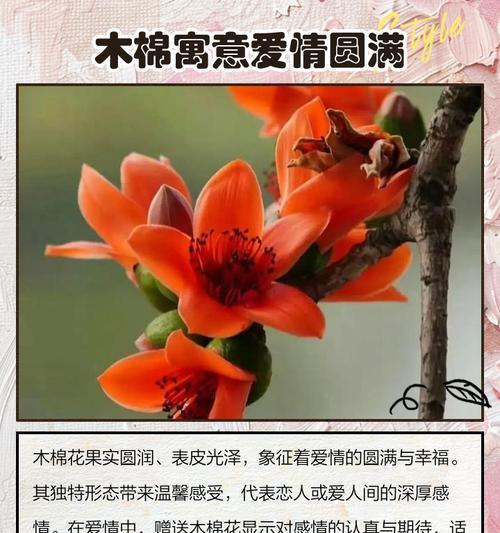木棉树种植的步骤和技巧是什么？