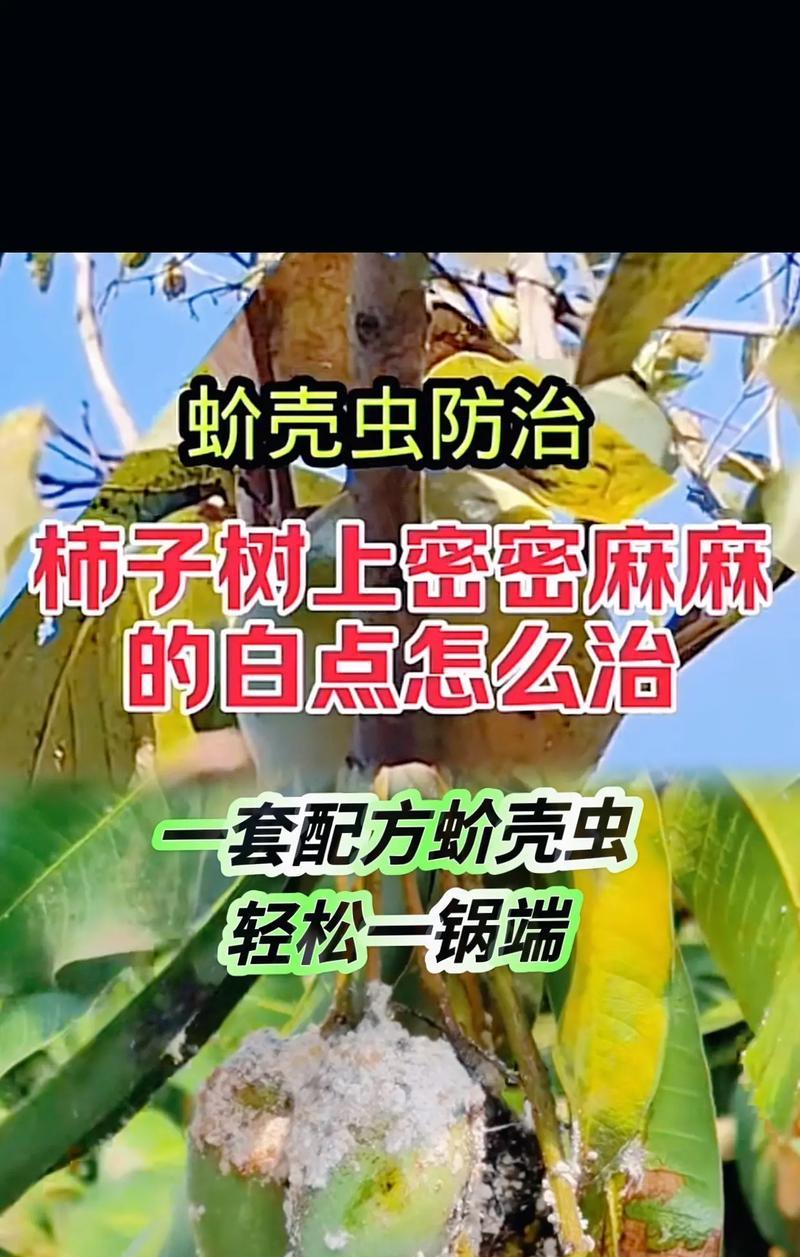 怎么预防蚧壳虫？预防和处理蚧壳虫的有效方法是什么？