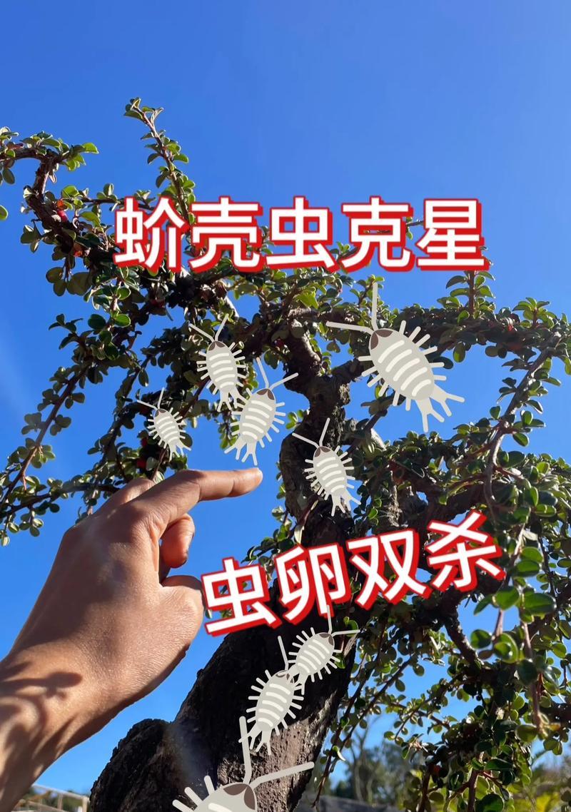 怎么预防蚧壳虫？预防和处理蚧壳虫的有效方法是什么？