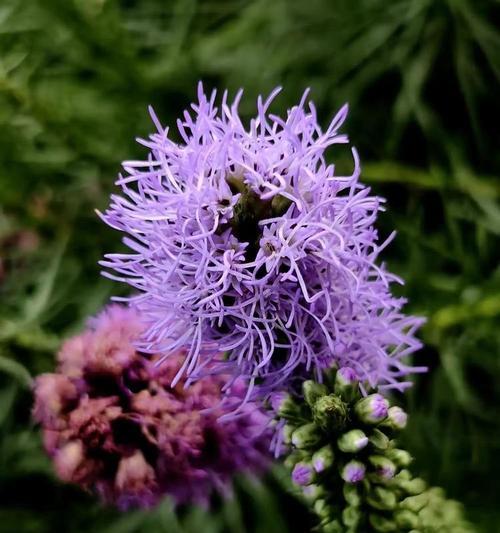 蛇鞭菊的开花期是什么时候？