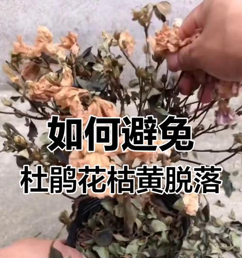 杜鹃花的养护技巧和常见问题是什么？