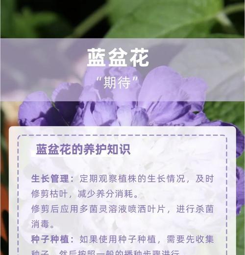 蓝黛莲的养殖方法和常见问题有哪些？