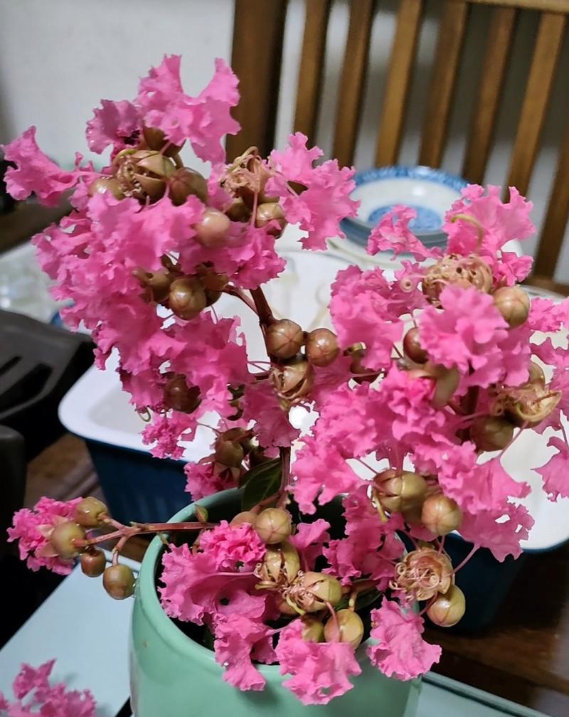 紫薇花怎样才能顺利开花？