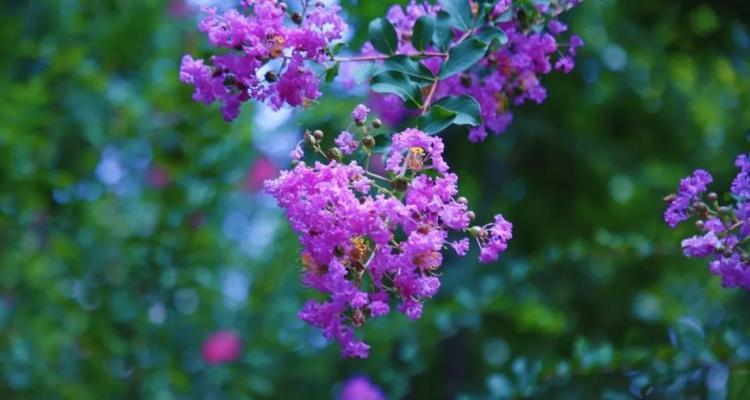 紫薇花怎样才能顺利开花？