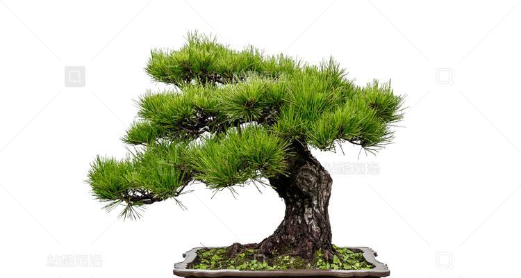 盆栽松树的养护要点是什么？怎样保持其美观？