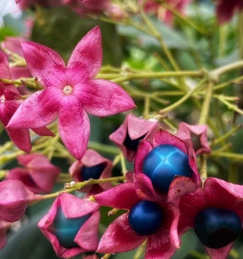 观果花卉有哪些？如何选择和养护？