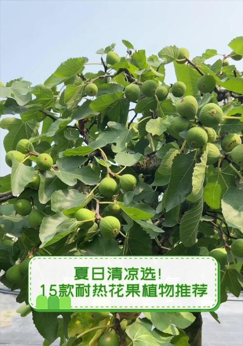 观果花卉有哪些？如何选择和养护？