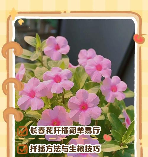 长春花繁殖的正确方法是什么？