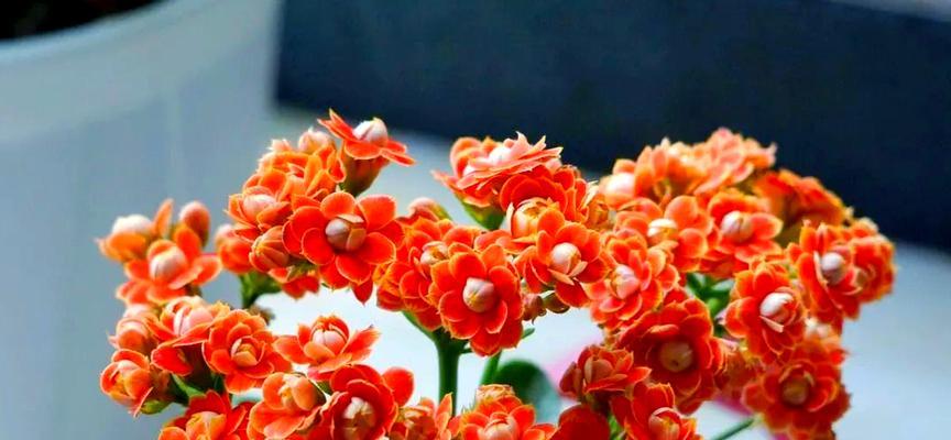 夏季有哪些花卉？夏季花卉的种植和养护技巧是什么？