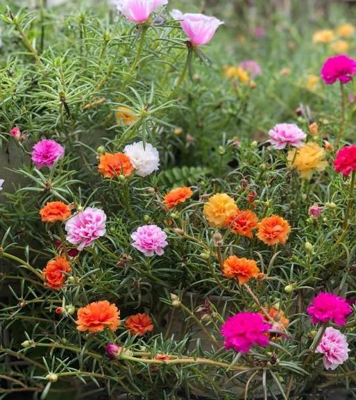 夏季有哪些花卉？夏季花卉的种植和养护技巧是什么？