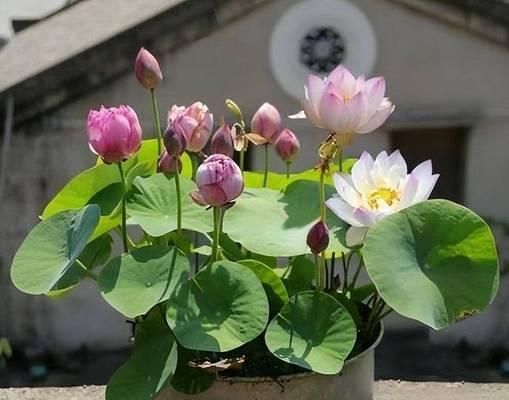 夏季有哪些花卉？夏季花卉的种植和养护技巧是什么？