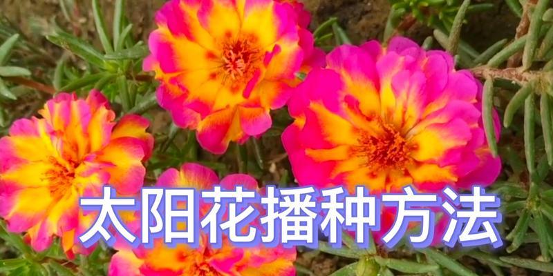 太阳花播种的正确时间是什么时候？