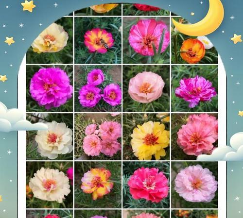 太阳花播种的正确时间是什么时候？