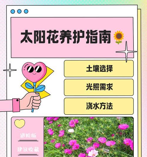 太阳花播种的正确时间是什么时候？