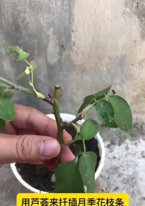 芦荟扦插的步骤是什么？如何提高成活率？