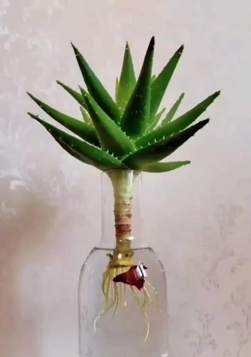 芦荟扦插的步骤是什么？如何提高成活率？