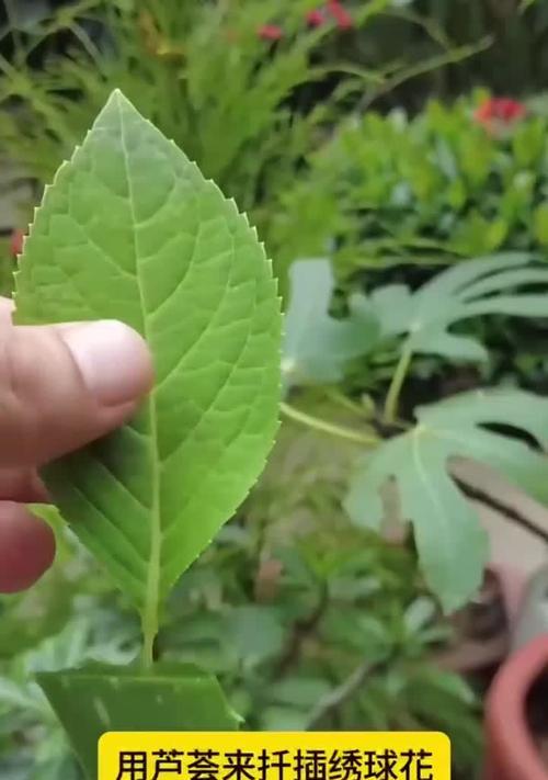 芦荟扦插的步骤是什么？如何提高成活率？
