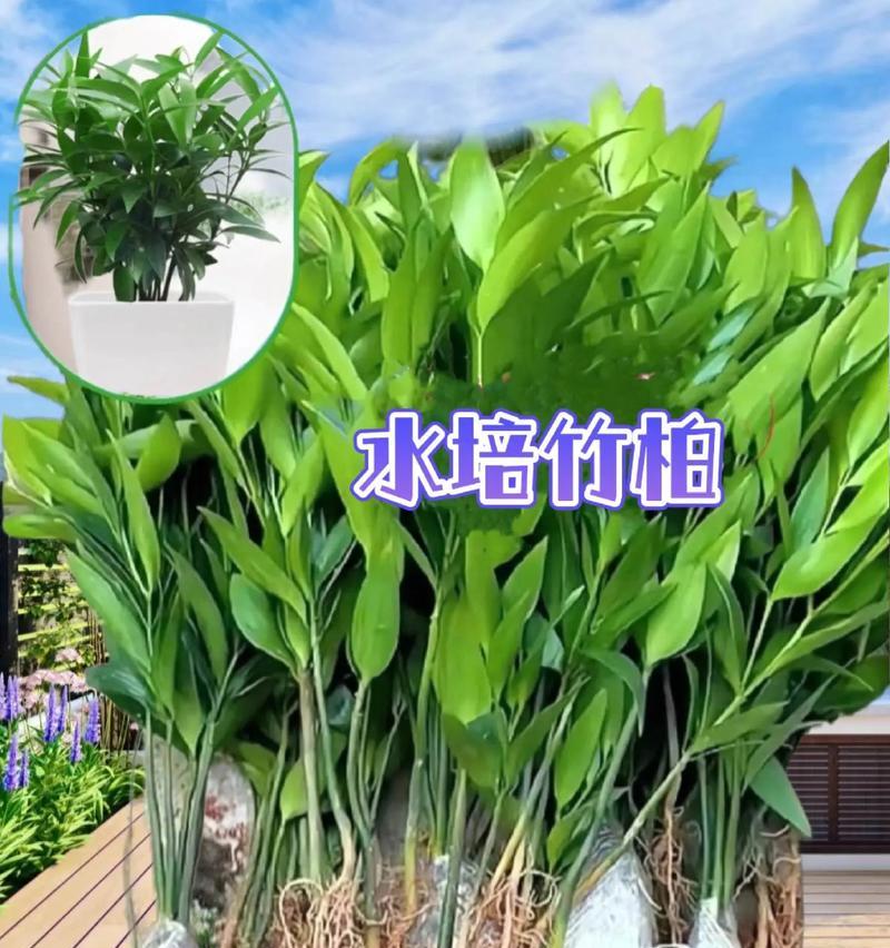 水培植物种植方法有哪些？