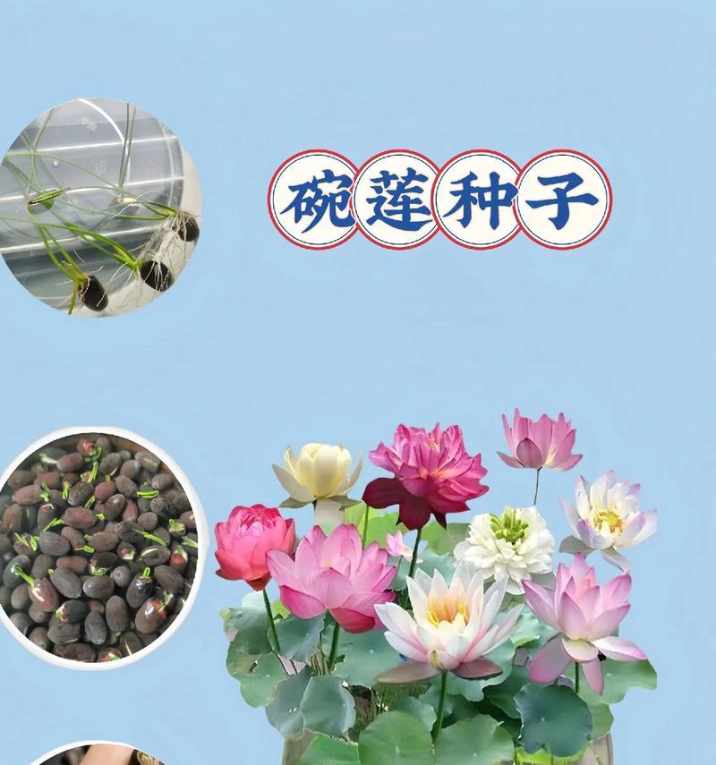 水培植物种植方法有哪些？