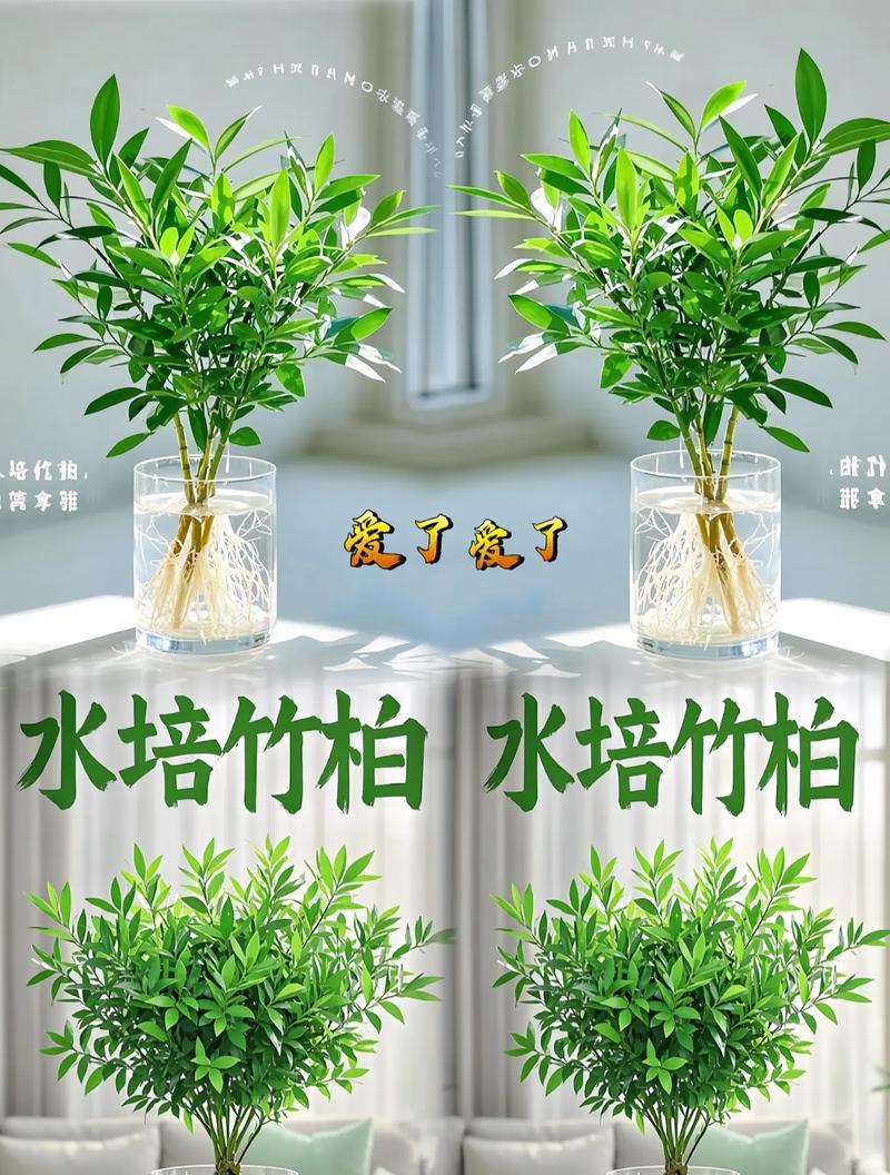 怎么插水竹？水竹插枝的正确步骤是什么？