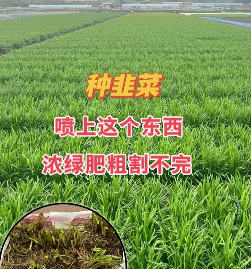 韭菜莲怎么种？韭菜莲的种植技巧有哪些？