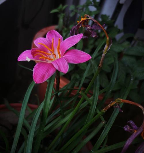 韭菜莲怎么种？韭菜莲的种植技巧有哪些？