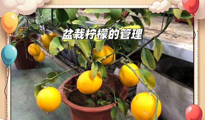 柠檬盆栽的种植技巧有哪些？
