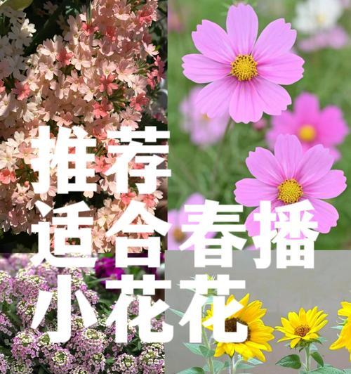 波斯菊徒长问题的解决方法是什么？