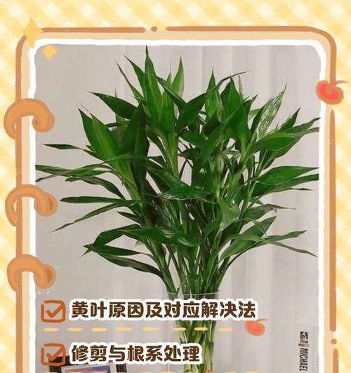水养转运竹的正确方式是什么？