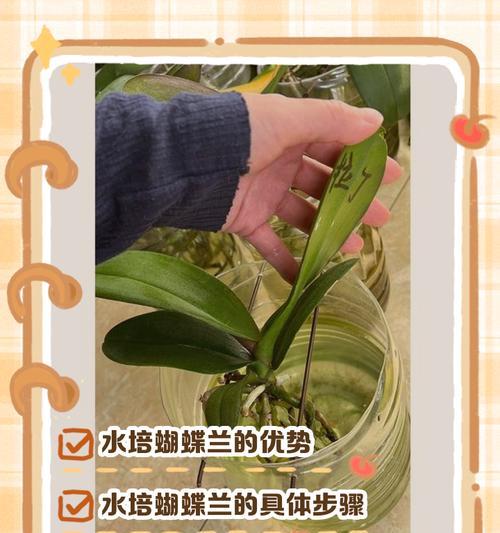 蝴蝶兰培养的要点和注意事项有哪些？