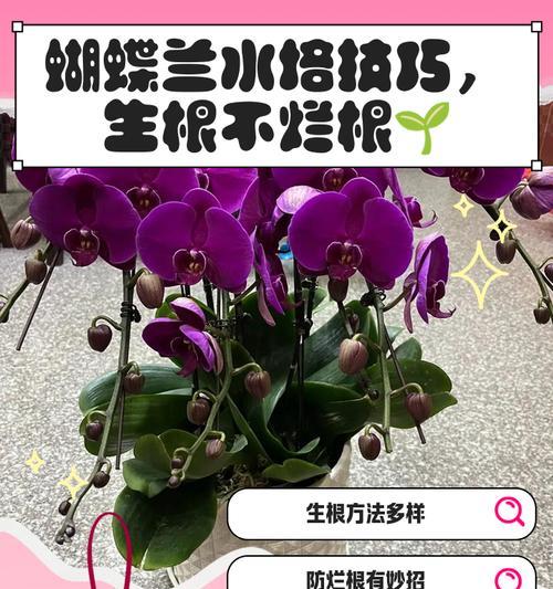 蝴蝶兰培养的要点和注意事项有哪些？