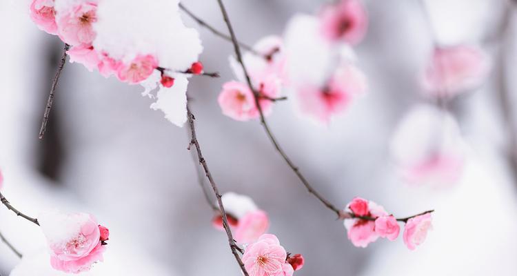 梅花在哪个季节绽放？