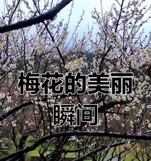 梅花在哪个季节绽放？
