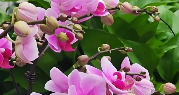秋季种植花卉时应选择哪些品种？